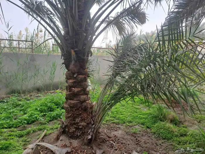 فسايل نخل هلالي 0
