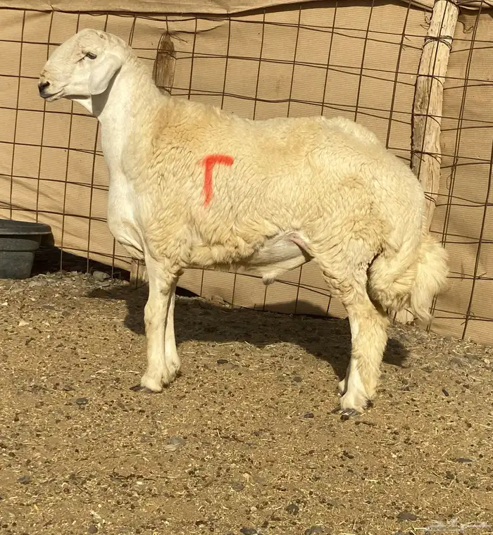 مشاريع فحول مشروطه 1