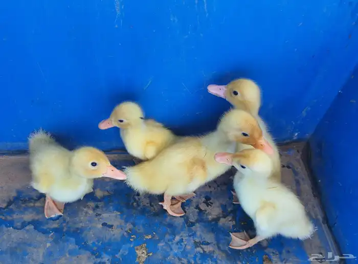 فروخ بط للبيع 0