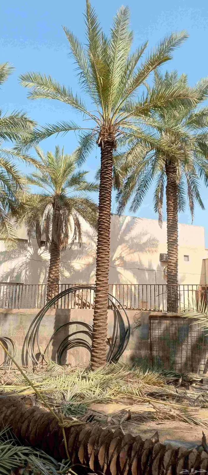 بيع نخل 6 متر 7 متر 0