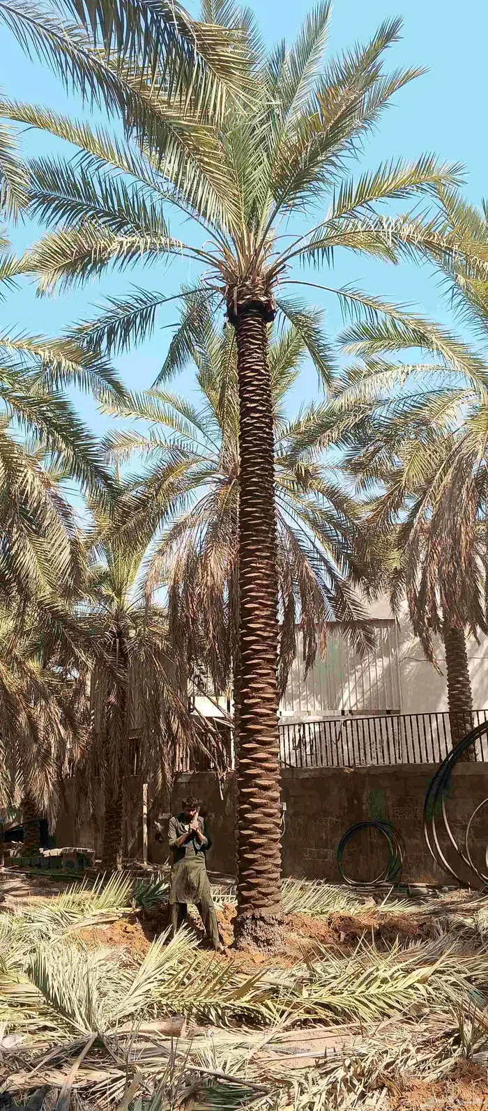 بيع نخل 6 متر 7 متر 2