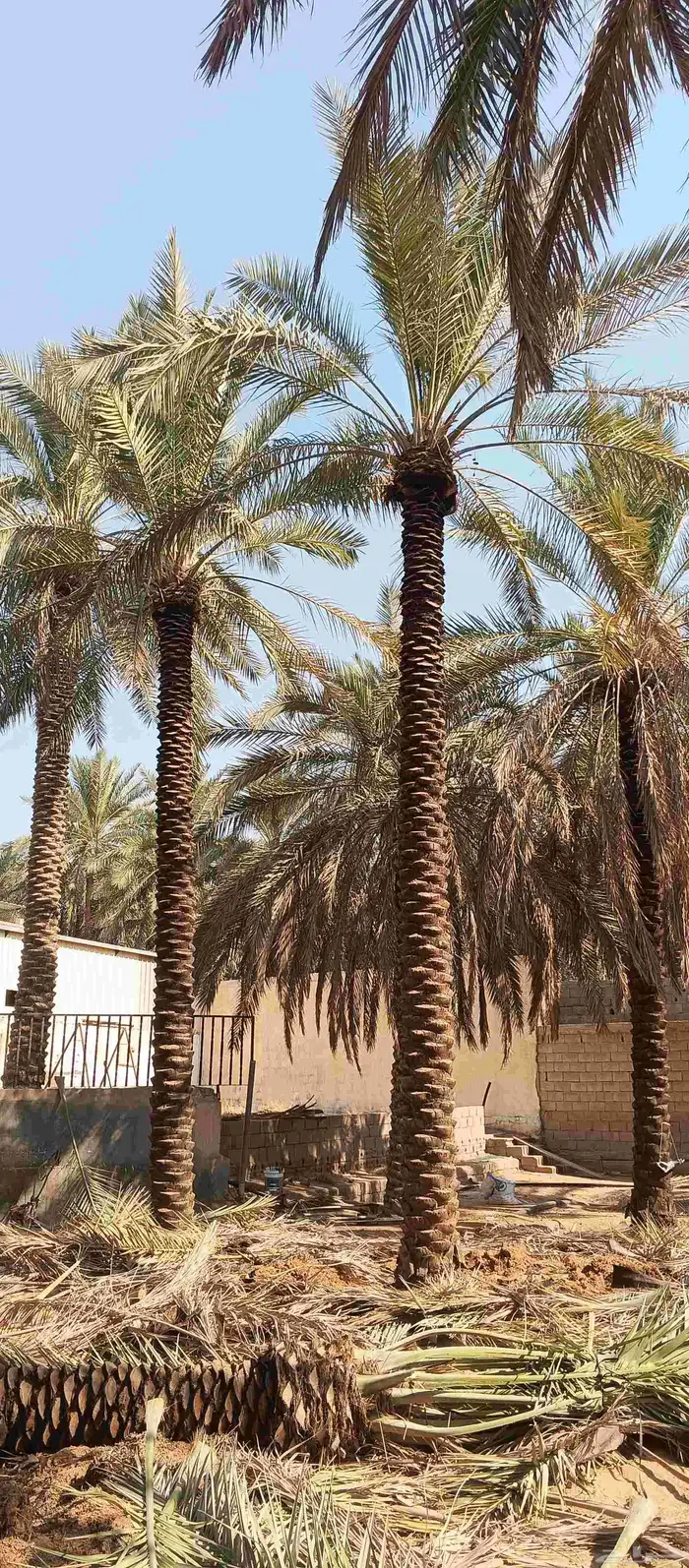 بيع نخل 6 متر 7 متر 1