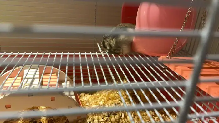 هامستر ونتر وايت الدبدوب للبيع 0