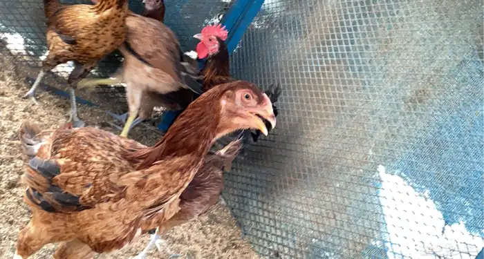 دجاج فارسي 9