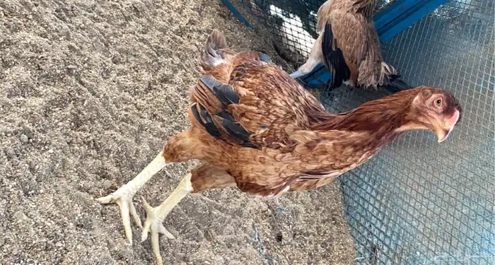 دجاج فارسي 8