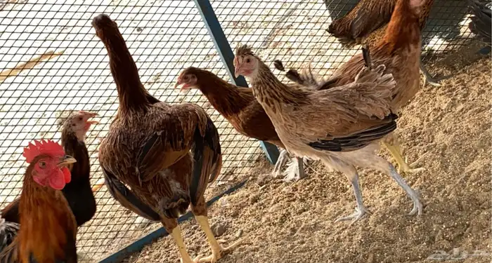 دجاج فارسي 7