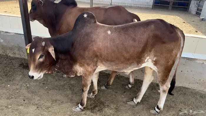 أبقار بلدي 0