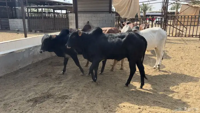 أبقار بلدي 2