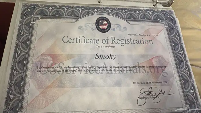 تيدي فايس Pomeranian بوميرانيان 3