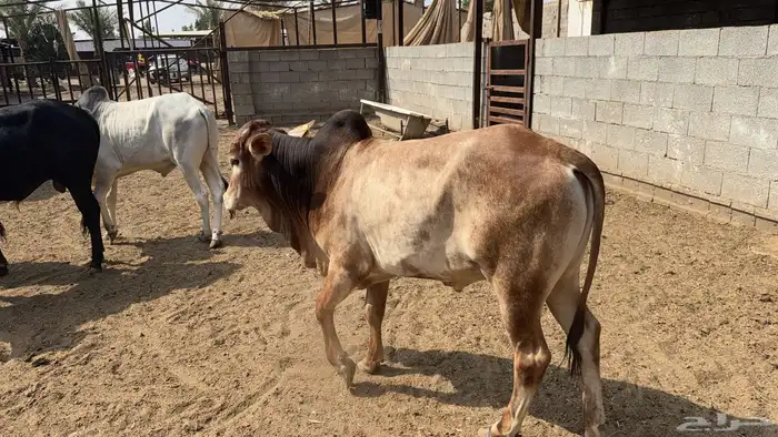 أبقار بلدي 1