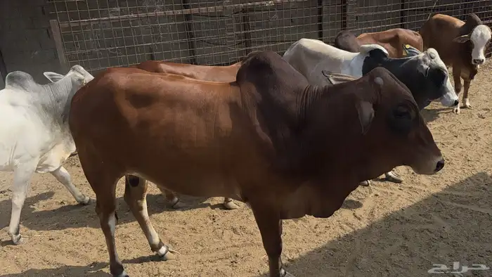 أبقار بلدي 4