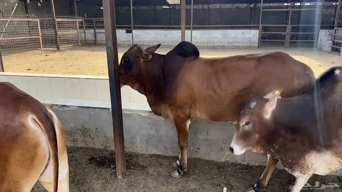 أبقار بلدي 3