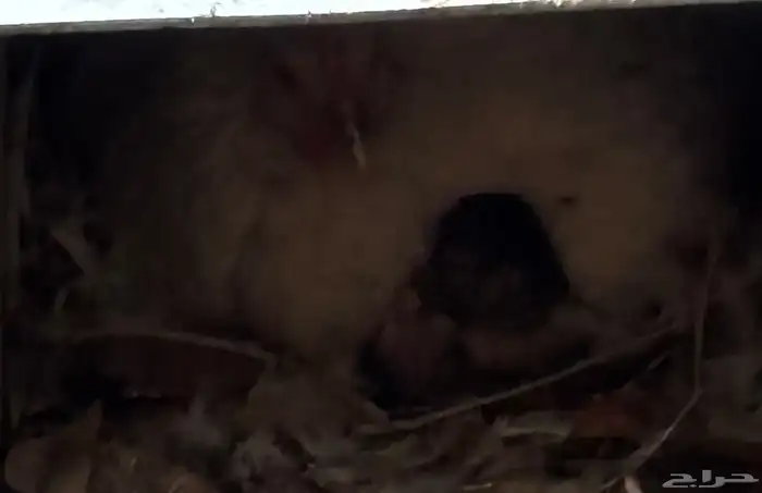 دجاجه للبيع مع بيضها وصيصانها 0