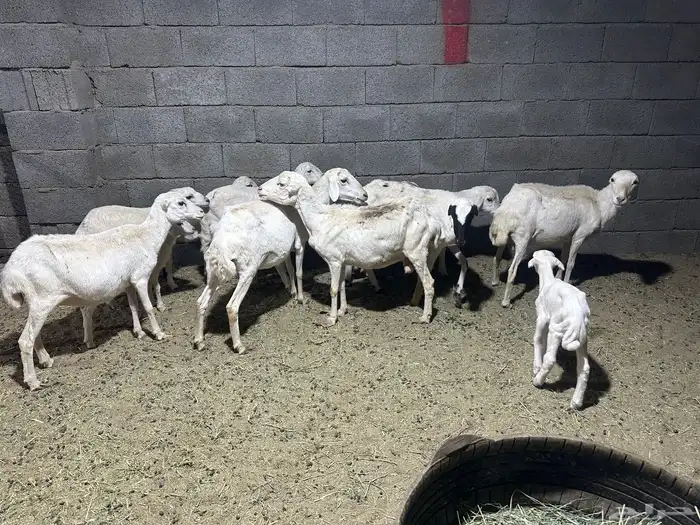 6 رفيديات تحتها سته 0