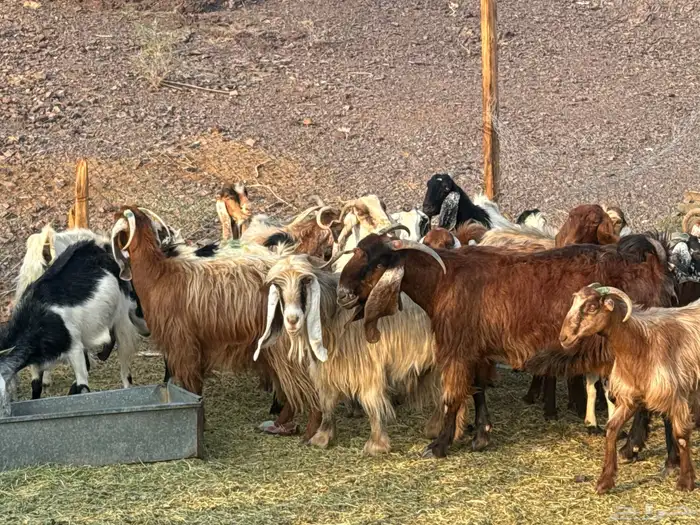 معزاء مصريات امهات الحليب 4