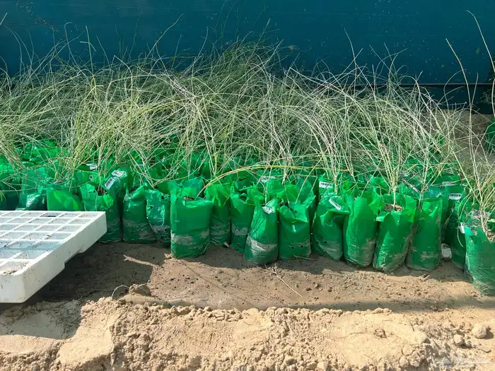 شتلات سدر و قرض افريقي و مرخ و اثل 1