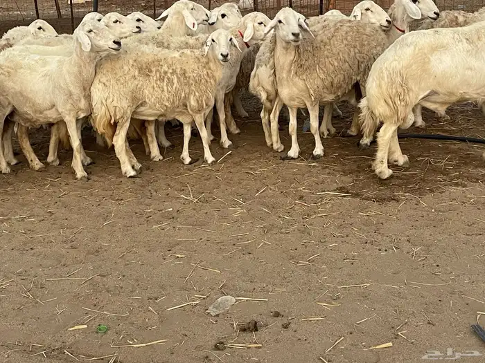 33 غنم حريات حرش جروم منوة القاني تبارك الله.. 6