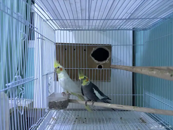 جوز كروان منتج 0