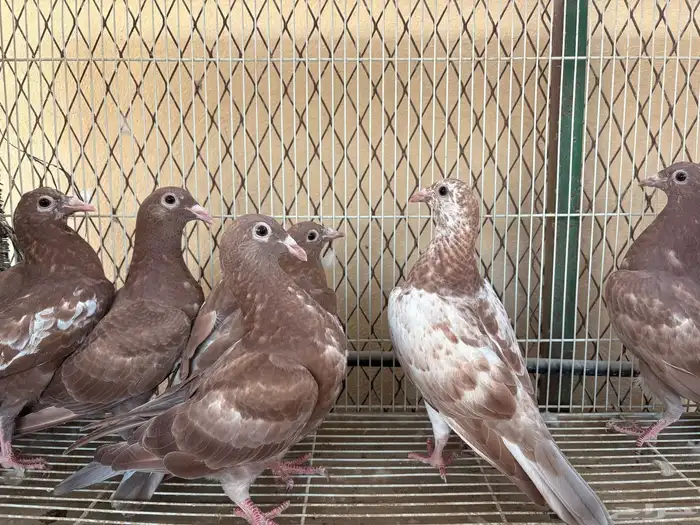 زاجل شوكليت 4