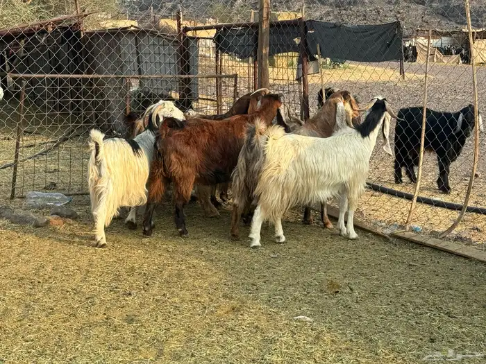 معزاء مصريات امهات الحليب 7