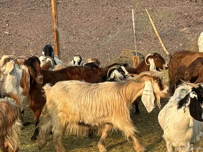 معزاء مصريات امهات الحليب 0