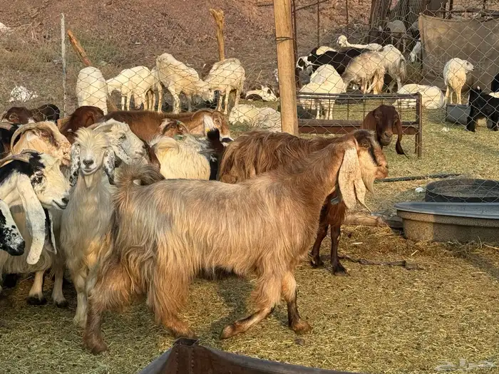 معزاء مصريات امهات الحليب 5