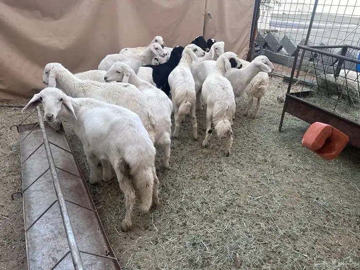 بهم للبيع العدد15 1