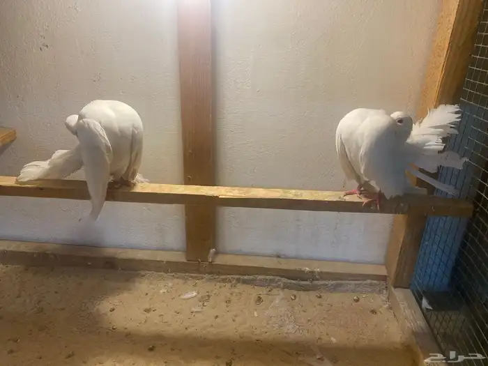 حمام شماسي بيور 0