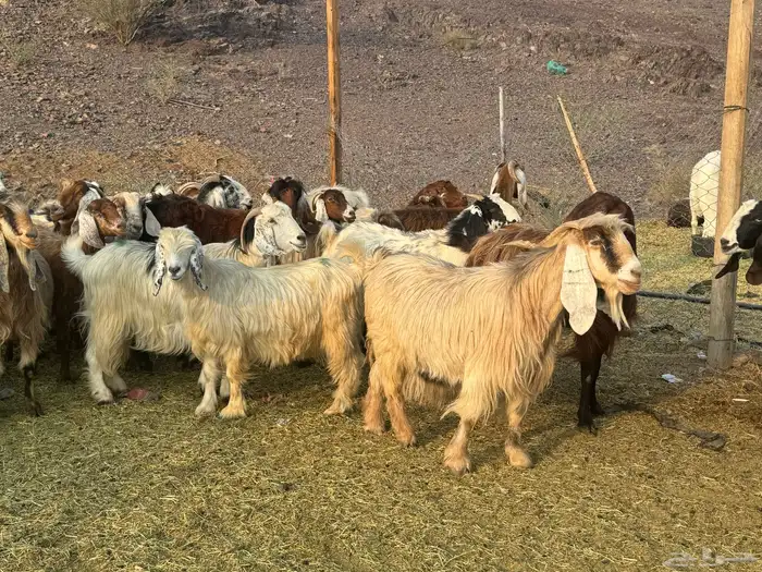 معزاء مصريات امهات الحليب 10