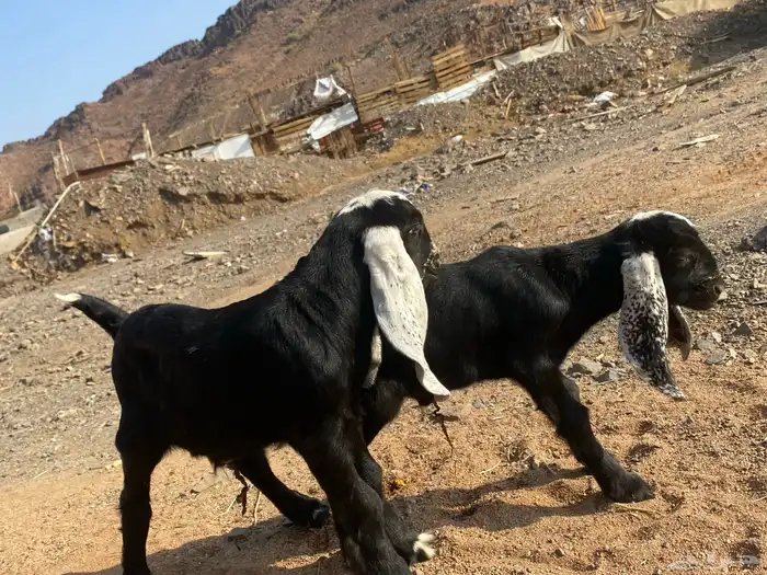 دواغير تيوس عوارض يرضعن من اي شاه شرط 4