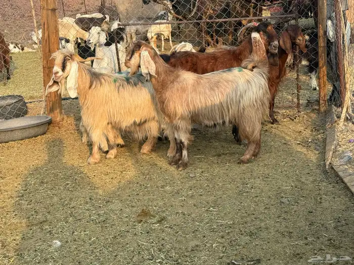 معزاء مصريات امهات الحليب 3