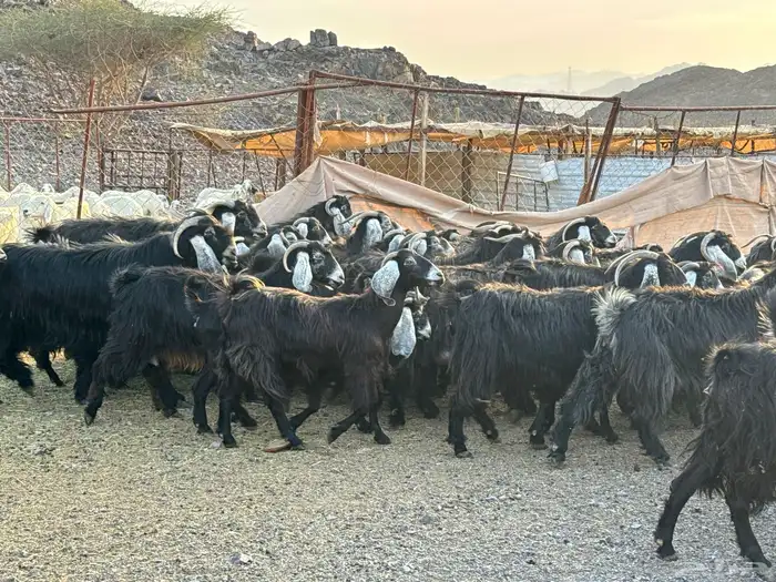 معزاء طيبه ومشروطه 4