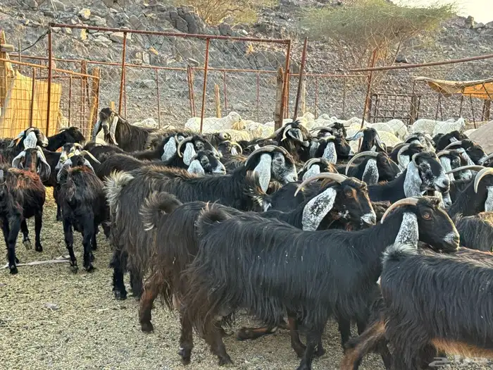 معزاء طيبه ومشروطه 2