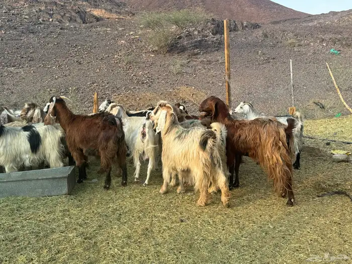 معزاء مصريات امهات الحليب 13