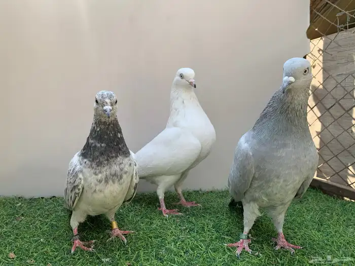 ثلاثه فردات حمام باكستاني 2