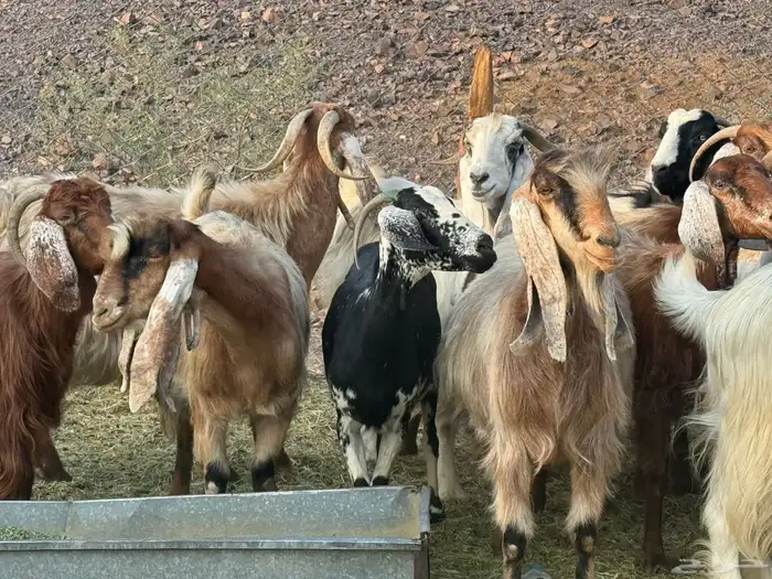 معزاء مصريات امهات الحليب 9