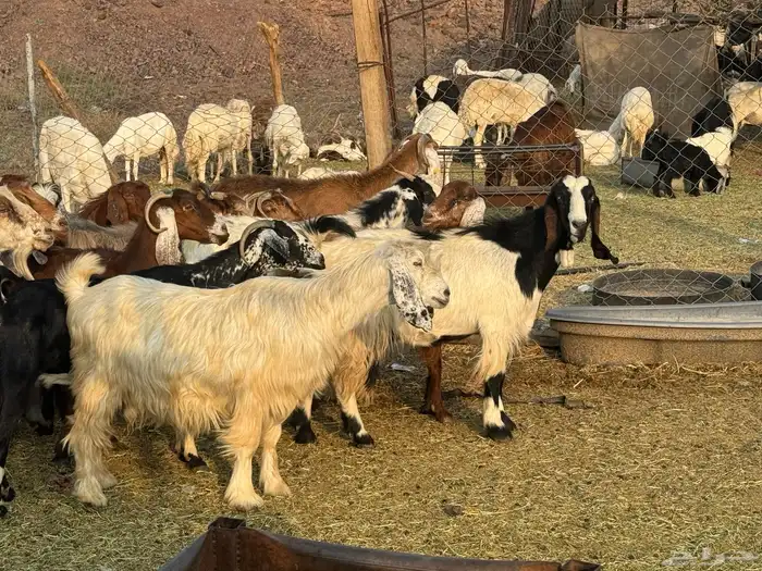 معزاء مصريات امهات الحليب 8