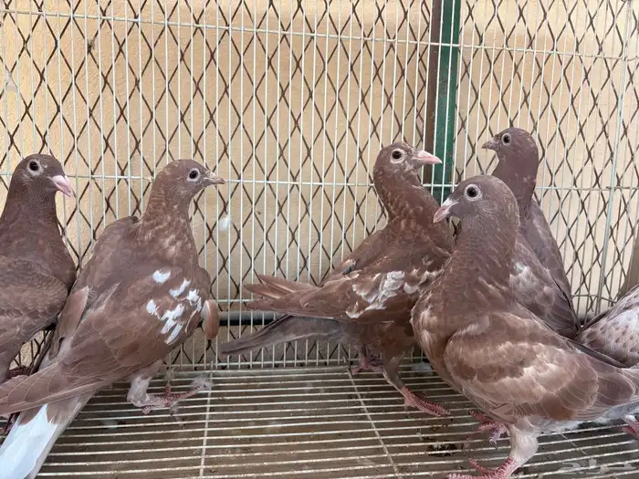 زاجل شوكليت 3