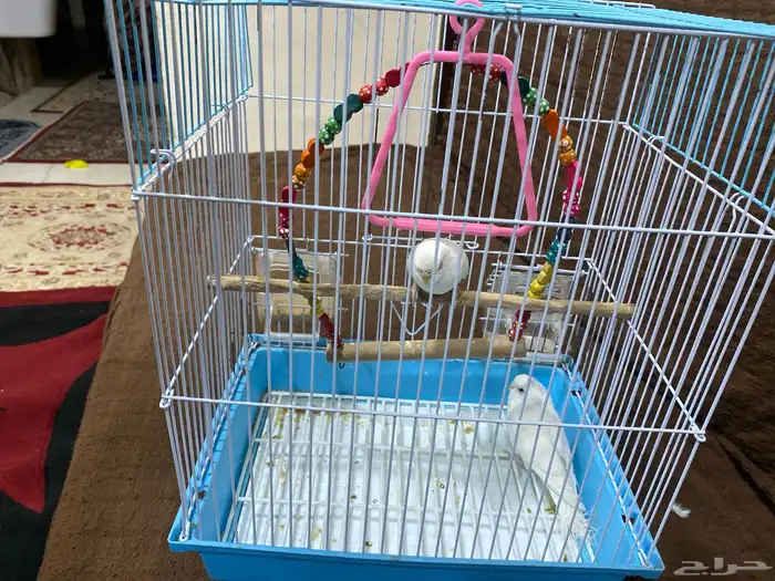 طيور بادجي بصحه جيده 0