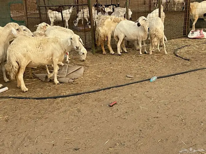 33 غنم حريات حرش جروم منوة القاني تبارك الله.. 9