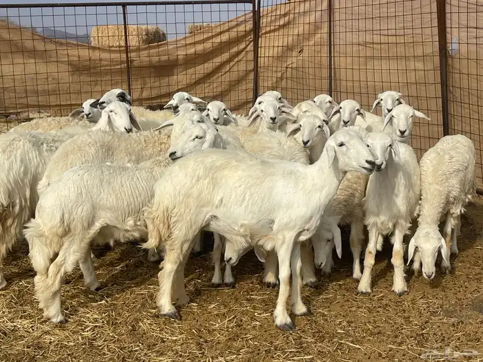 رخال حريات طيبه 1