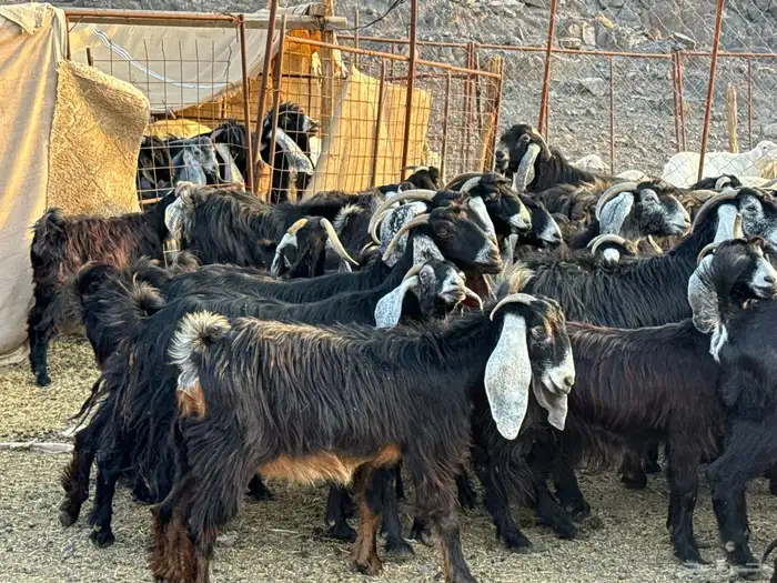 معزاء طيبه ومشروطه 1