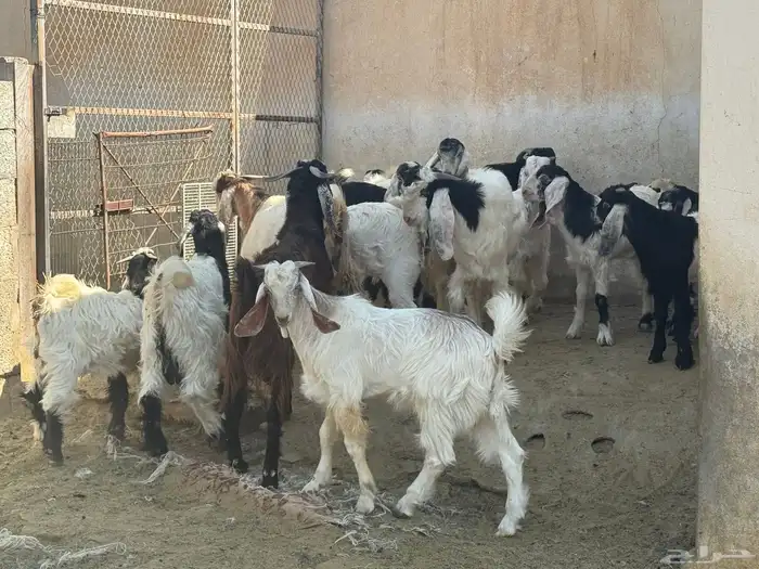 عزبتك جاهزة واخوياك معك وباقي لك تيس لباني تعال وابشر بي يحب 5