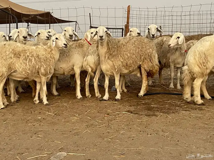 33 غنم حريات حرش جروم منوة القاني تبارك الله.. 10