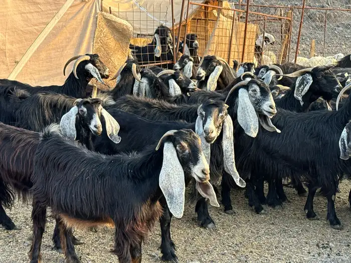 معزاء طيبه ومشروطه 7