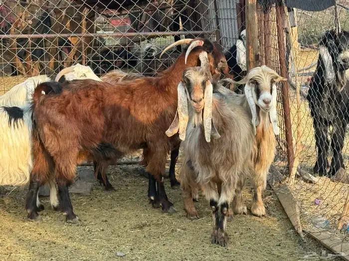 معزاء مصريات امهات الحليب 6