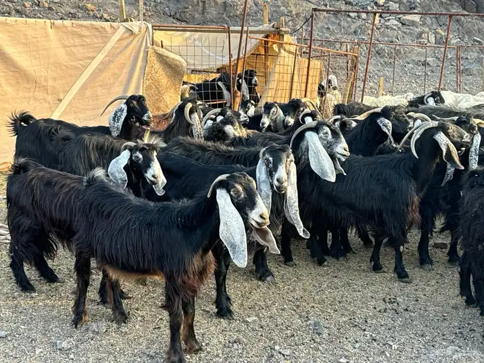 معزاء طيبه ومشروطه 6