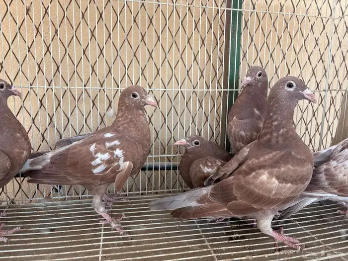 زاجل شوكليت 2