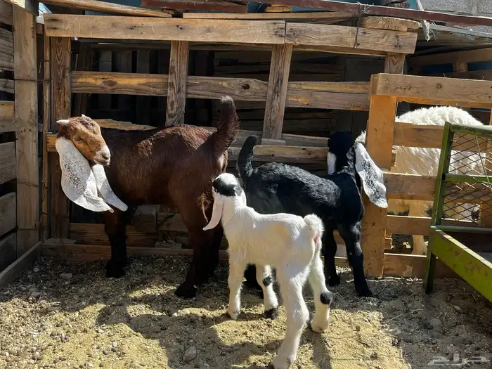 معزا للبيع 3