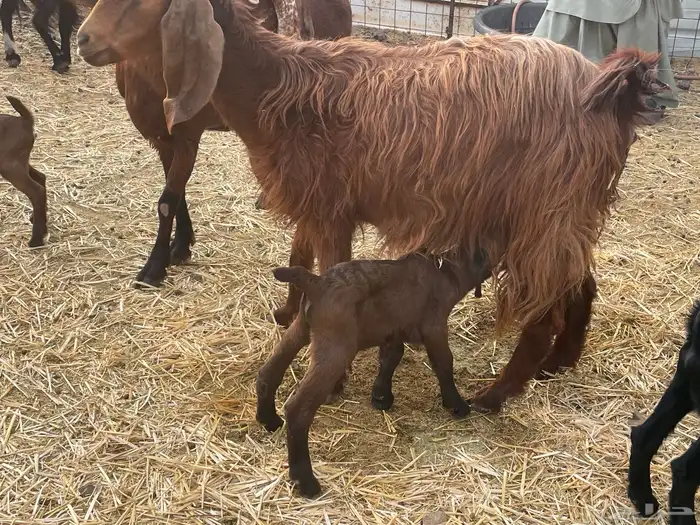 للبيع معزا العدد 14 زايدالفحل مولد منها7معها 9 بهم 13